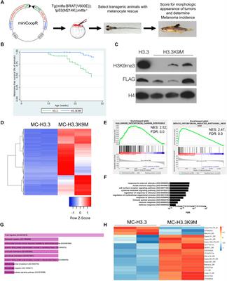 Histone 3 Methyltransferases Alter Melanoma Initiation and Progression Through Discrete Mechanisms